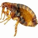 Fleas