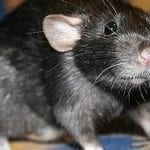 rats